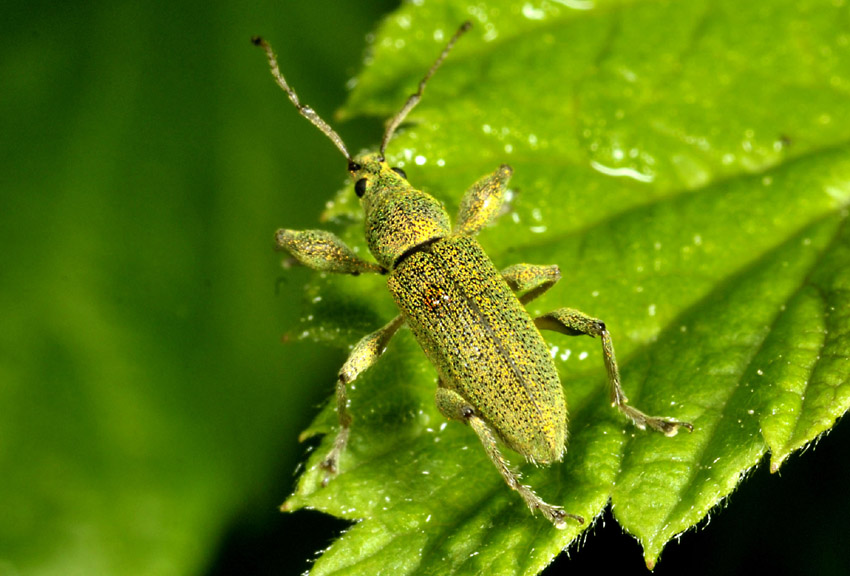 Curculionidae:  Phyllobius arborator